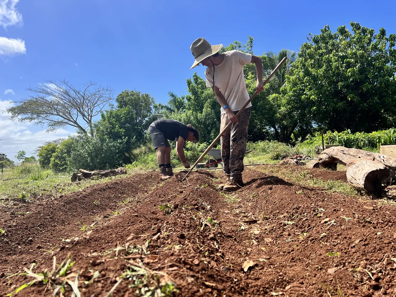A student clearing ground on the Molokaʻi High School farm under a blue sky